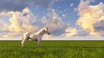 White Horse Stock Photo