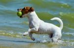 Jack Russell Carries The Ball Stock Photo