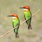 Chestnut-headed Bee-eater Stock Photo