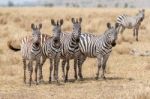 Zebras In Serengeti National Park Stock Photo