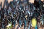 Beautiful Background Of Common Bluebottle Butterfly Wings Stock Photo