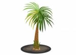 Palm Tree Stock Photo