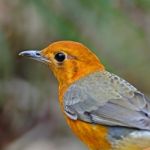 Orange-headed Thrush Stock Photo