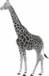 Giraffe Black And White Stock Photo