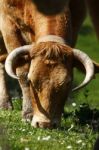 Cow Eating Stock Photo