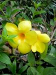 Allamanda Flower Stock Photo