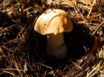 Collection And Preparation Of Autumn Edible Mushrooms Stock Photo