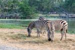 Zebra Eating Grass Beside Water Stock Photo