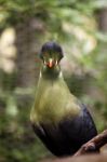 Knysna Turaco Stock Photo