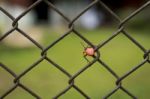 Red Mating Kapok Bug Stock Photo