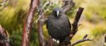 Black Currawong Resting On A Tree Branch Stock Photo