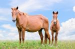 Brown Horse And Foal Looking Stock Photo