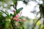 
Azalea Flowers Stock Photo