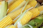 Corn Stock Photo