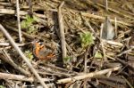 Small Tortoiseshell (aglais Urticae L.) Stock Photo