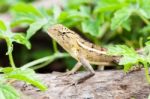 Garden Lizard Stock Photo