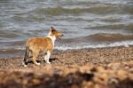 Puppy Collie On The Beach Pet Friendly Stock Photo