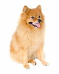 Pomeranian Dog Stock Photo