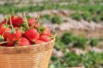 Strawberry In Farm Stock Photo