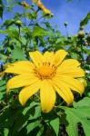 Mexican Sunflower Weed, Flowers Are Bright Yellow Stock Photo