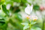 White Black Pattern Butterfly On Bunch Stock Photo