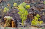 Trees And Boulders In Zion National Park Stock Photo