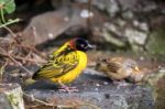 Black-headed Weaver (ploceus Cucullatus) Stock Photo