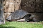 Galapagos Giant Tortoise (chelonoidis Nigra) In The Bioparc Fuen Stock Photo