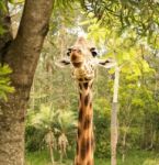 Giraffe Looking For Food During The Daytime Stock Photo