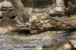 Water Dragon Outside During The Day Stock Photo