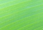 Banana Leaf Texture Stock Photo