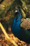 Beautiful Colourful Peacock Outdoors In The Daytime Stock Photo