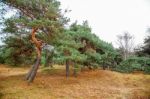 Stunted Pine On The Coast Stock Photo