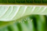 Eggs Of Green Lacewing Stock Photo