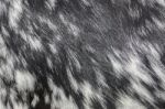 Black And White Goat Fur Texture Stock Photo