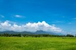 Trees And Mountains On A Bright Sky Stock Photo