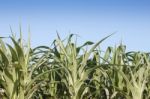 Green Field Of Corn Growing Up Stock Photo