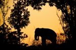 Asia Elephant In The Forest Stock Photo