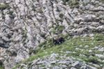 Brown Bear In Asturian Lands Stock Photo