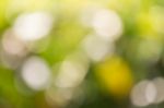 Blurred Nature Background Stock Photo