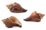 Sea Shell  On White Background Stock Photo