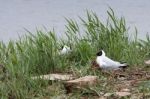 Black_headed Gull Nesting Stock Photo