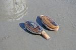 Razor Clams On Beach Stock Photo