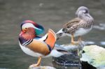 Mandarin Duck Stock Photo