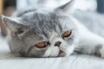 Exotic Shorthair Stock Photo