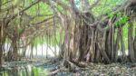 Very Big Banyan Tree In The Jungle., Tree Of Life, Amazing Banya Stock Photo