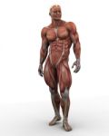 Standing Human Anatomy Stock Photo