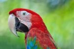 Greenwinged Macaw Stock Photo