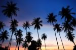 Silhouette Of  Coconut Tree Stock Photo