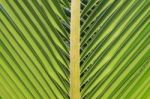 Green Coconut Leaf Background Stock Photo